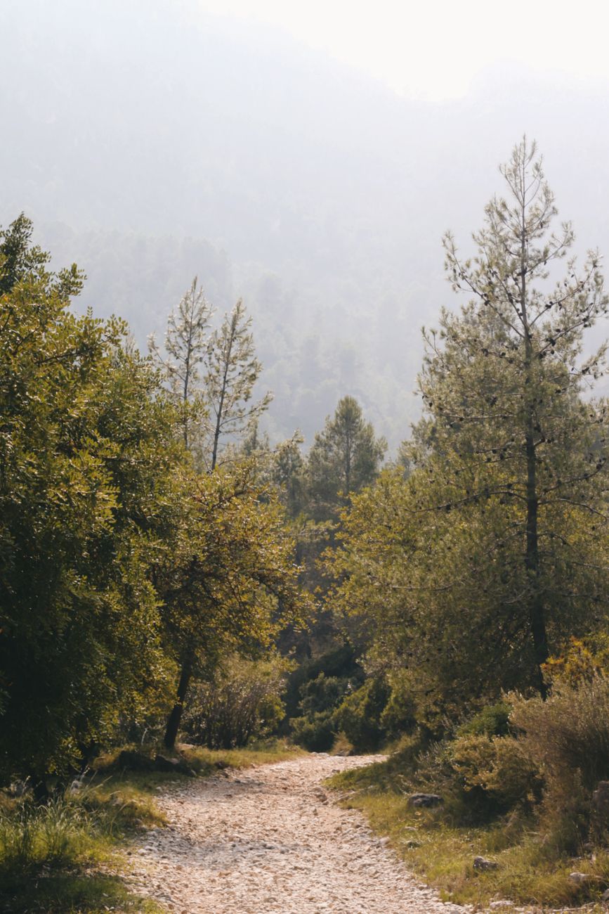 Quiet mist-veiled forest path with traveler